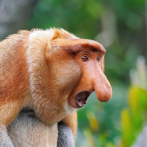 Klias Wetland River Cruise & Fireflies